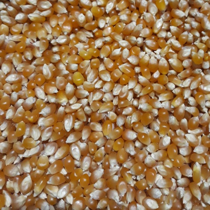 Кукурудза домашня для попкорну