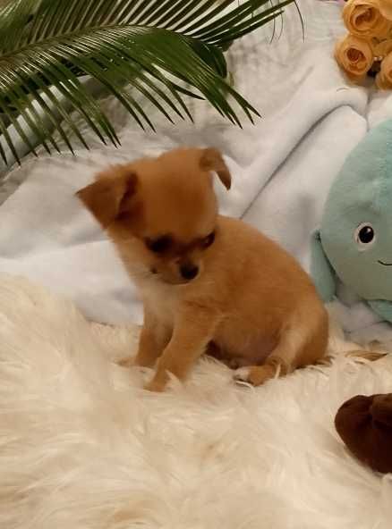 Chihuahua długowłosy chłopiec