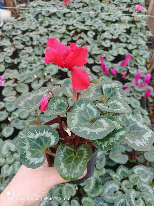 Цикламени кімнатні