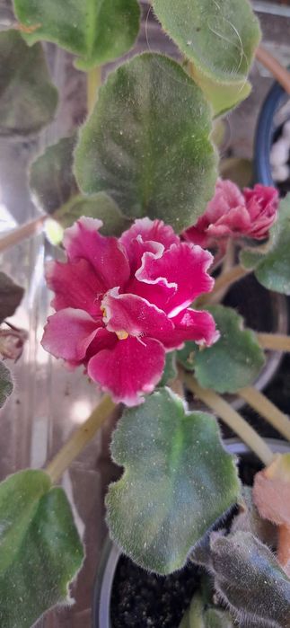 Продам квітучі фіалки