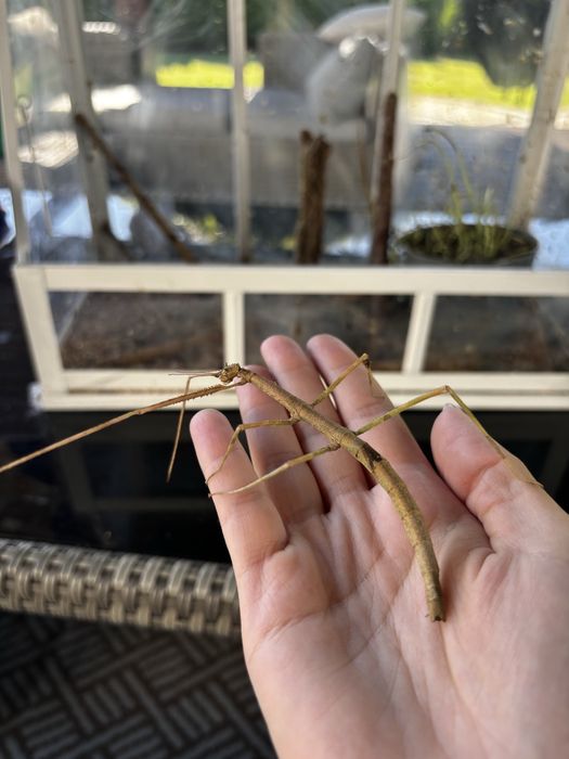 Oddam patyczaki za darmo - młode