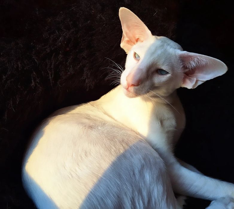 Шикарный мальчик