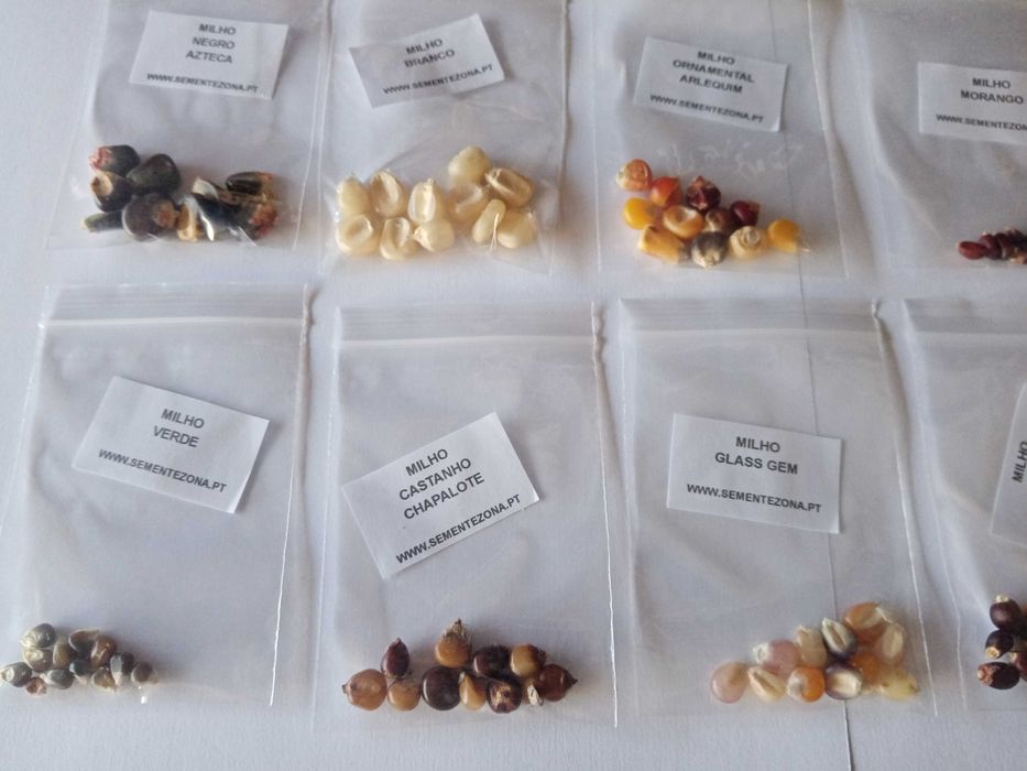 Conjunto/kit de 9 variedades de Milho (sementes)