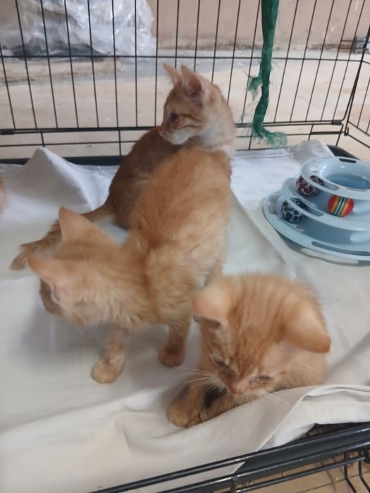 Kotki do adopcji