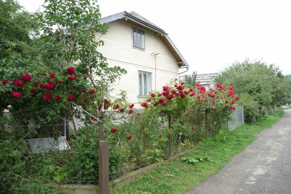 Троянда паркова, роза, сажанці троянди,