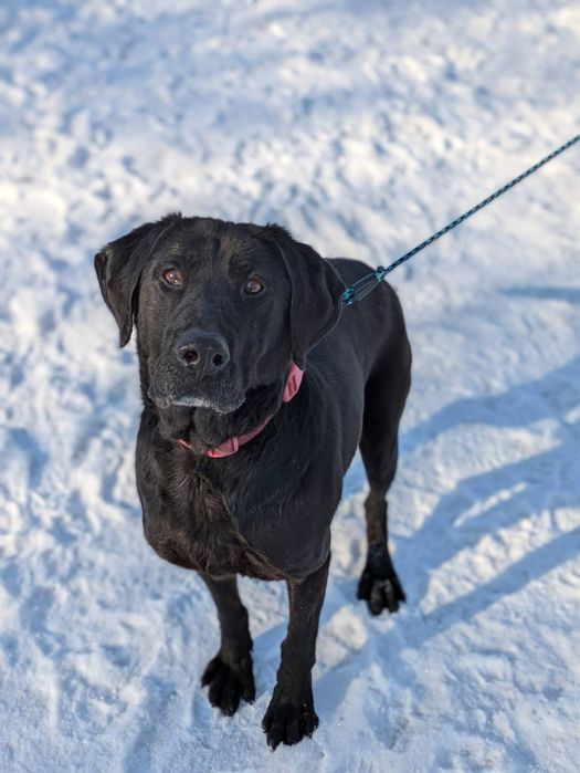 Wyjątkowy psiak Fryc w typie labradora szuka domu!