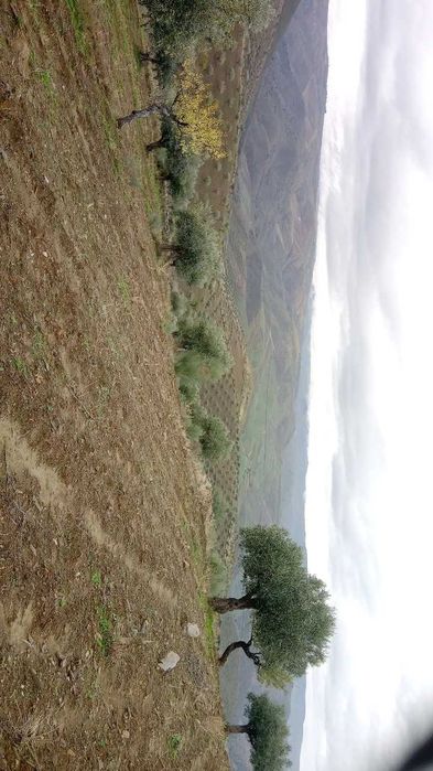 Terreno 15000m2 (1,5h)