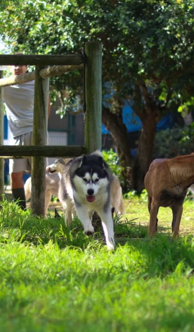 Husky Siberiano com LOP - Iaspis