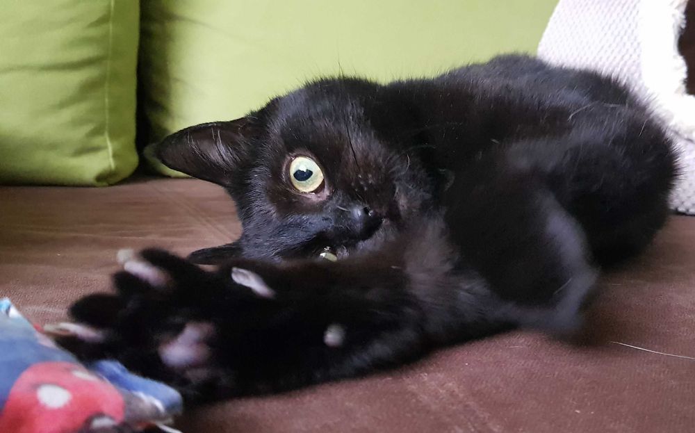 Poznań i okolice - kotka Perpetka szuka domu
