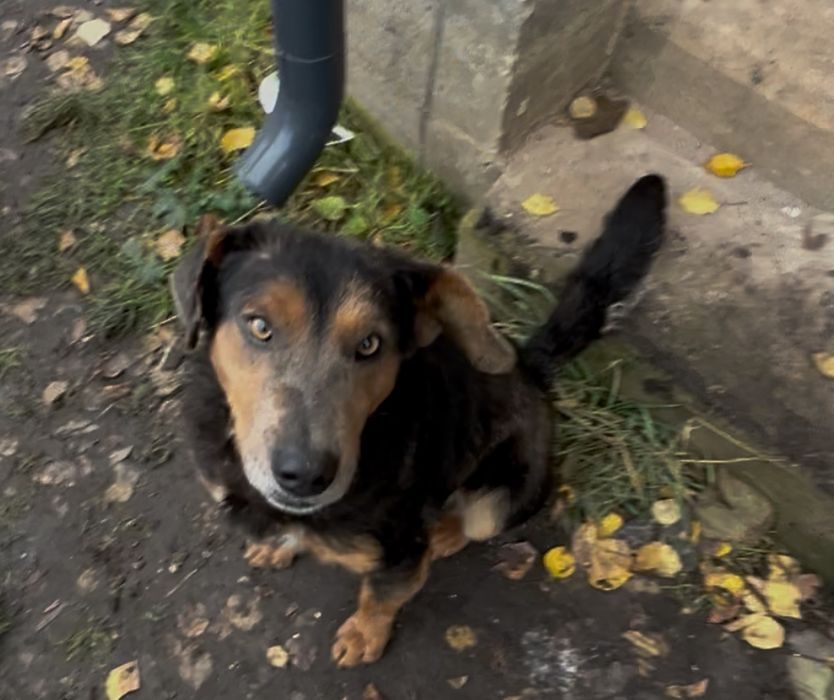 Песик Дік шукає сімʼю