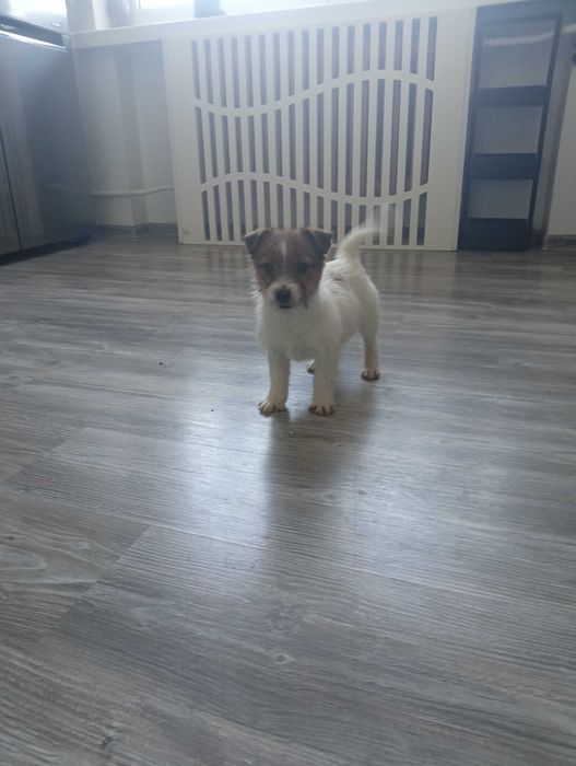 Jack Russell terrier suczka 5 miesiecy