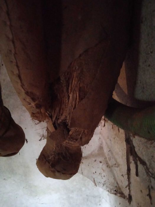 Colar/brunil/molim burro para restauro