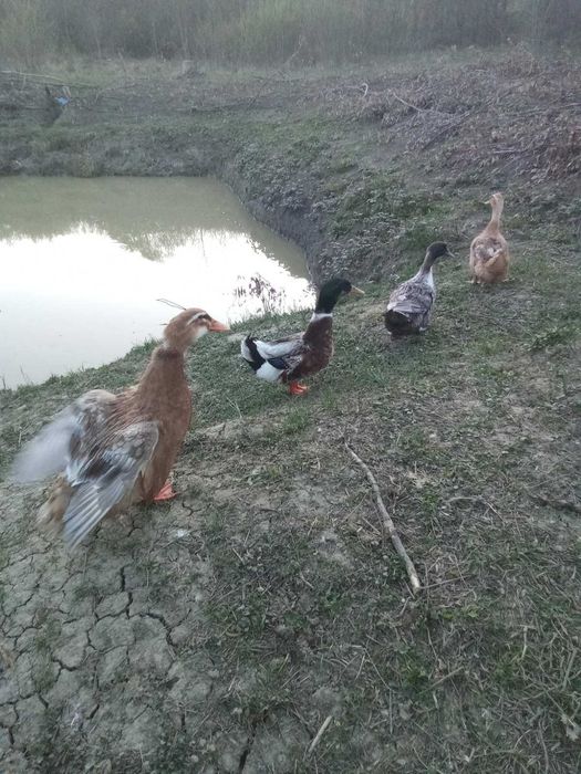 Яйця  інкубаційні качок саксонських,