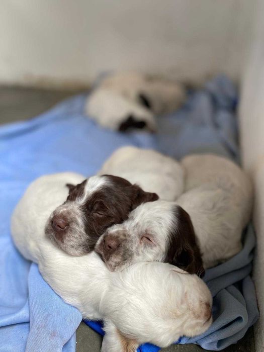 Vendo cachorro Setter