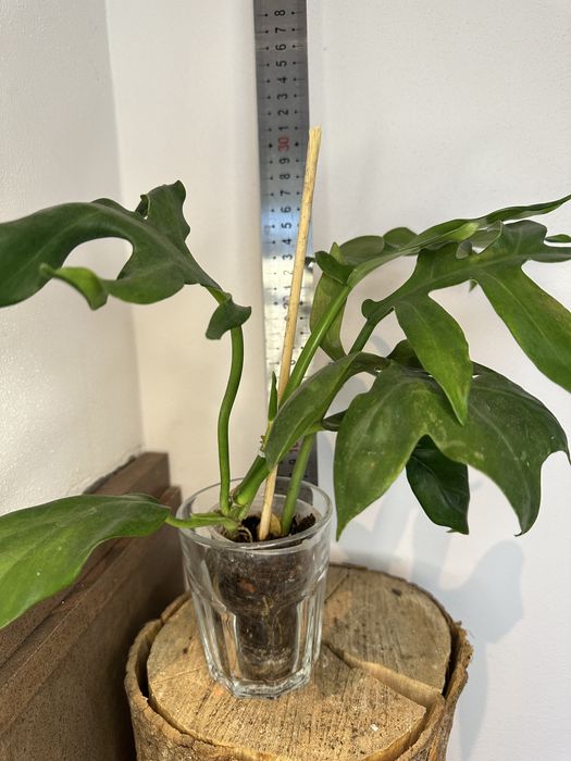 Філодендрон Serrate Leaf