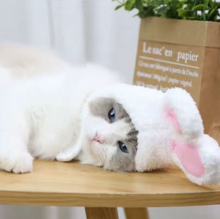 мила шапочка з вушками зайця для котика