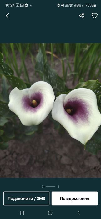 Продаж луковиць калли 30грн