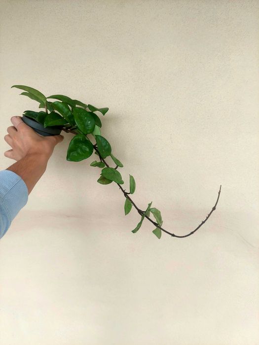 Planta Hoya Krinkle