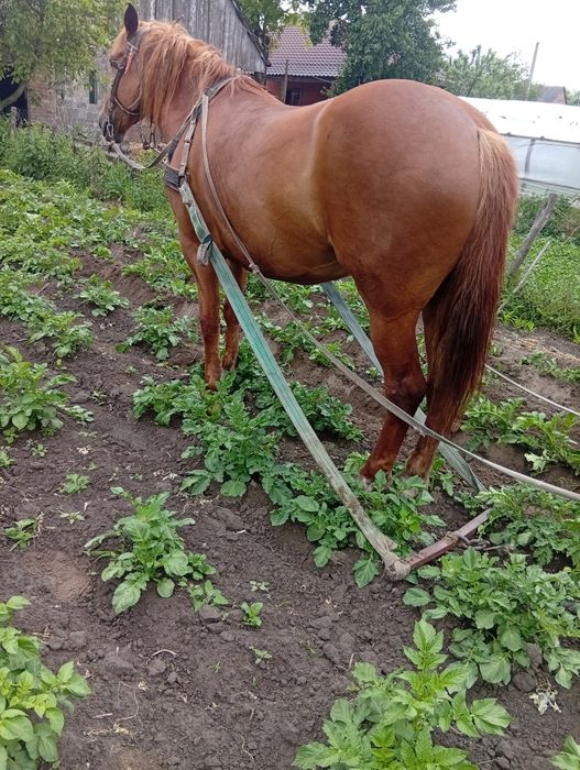 Продам робочу кобилу