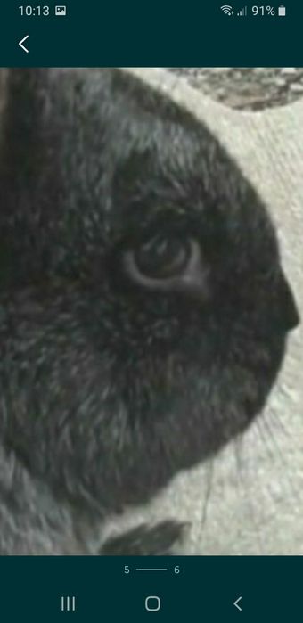 Кролики скараспелые