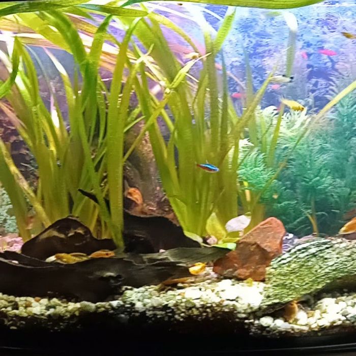 Rośliny akwariowe trawy długie