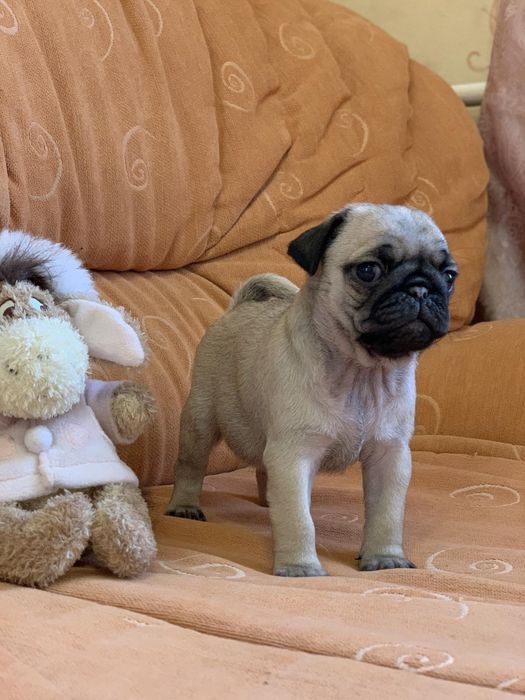 Бомбезні мопсики