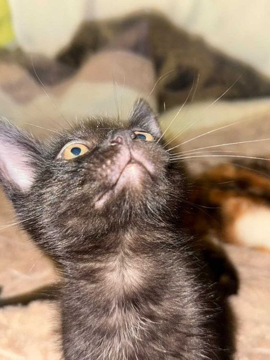 Отдам котят в хорошие руки