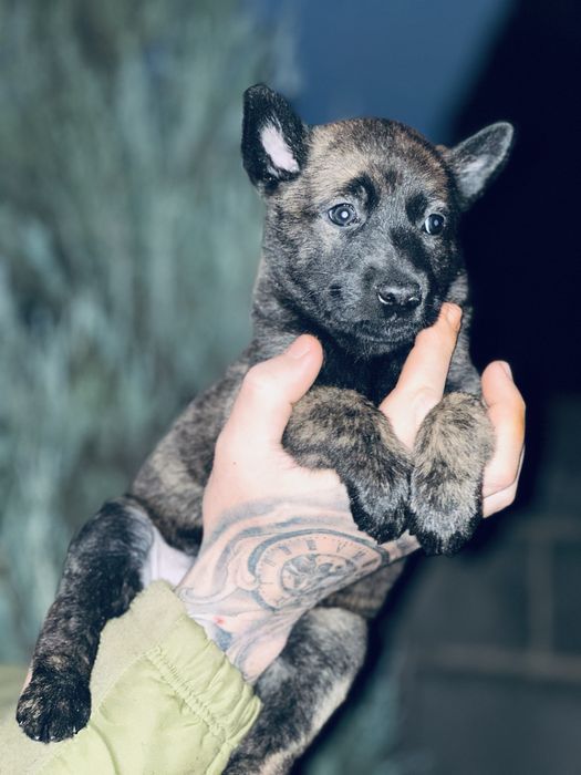 Хердер! Голландская овчарка! Девочка!