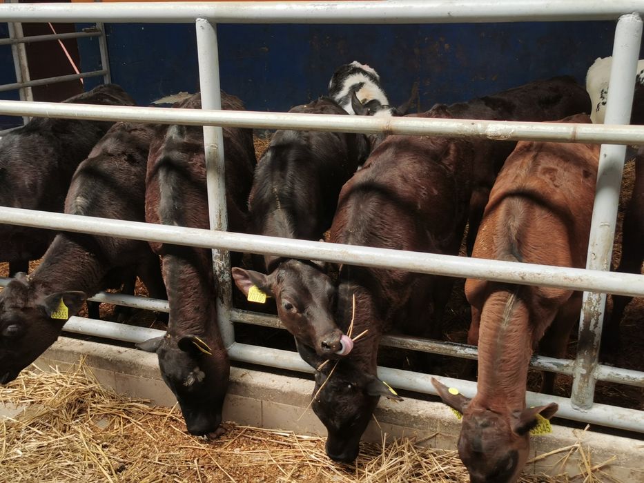 Byczki, Jalowki startery samodzielne
