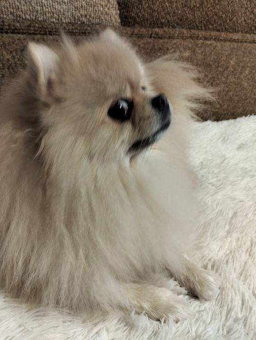 Вязка шпицов. Шикарный мальчик ищет девочку.