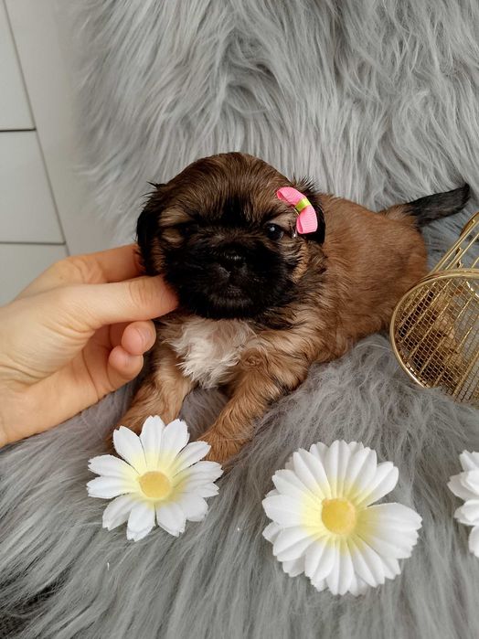 Piękna suczka rasy Shih-Tzu