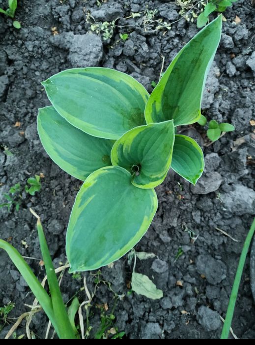 Продам хосты разные