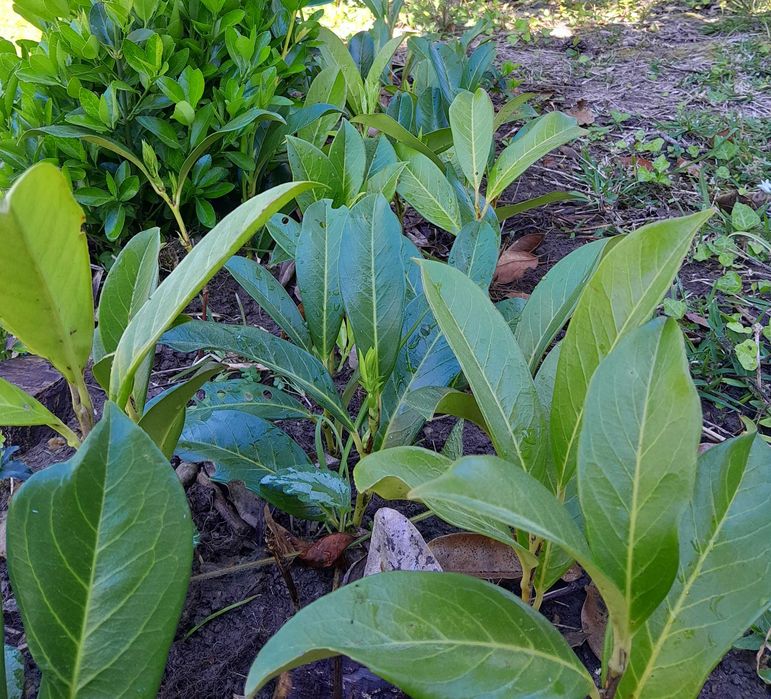 Floristas - Ramos lauros