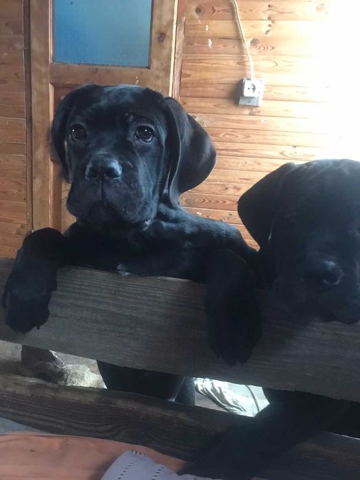 Щенки Кане корсо