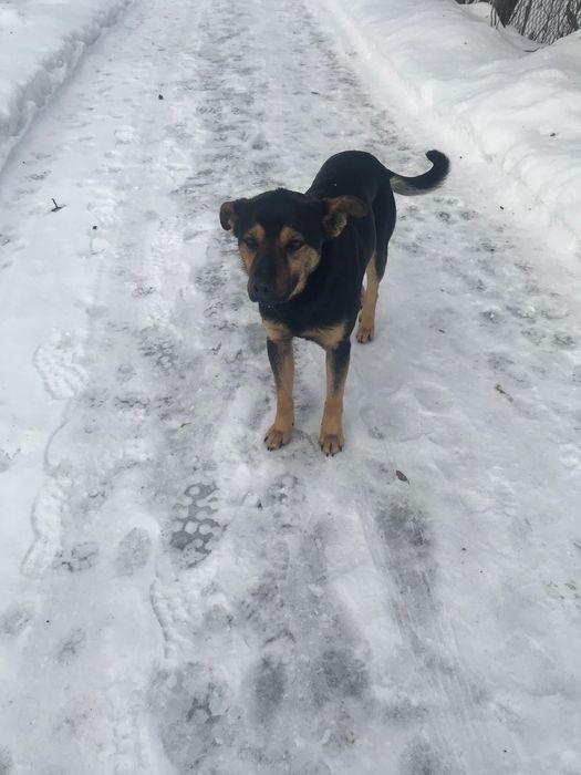 Собачка в добрі руки