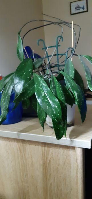 Хойи взрослые растения