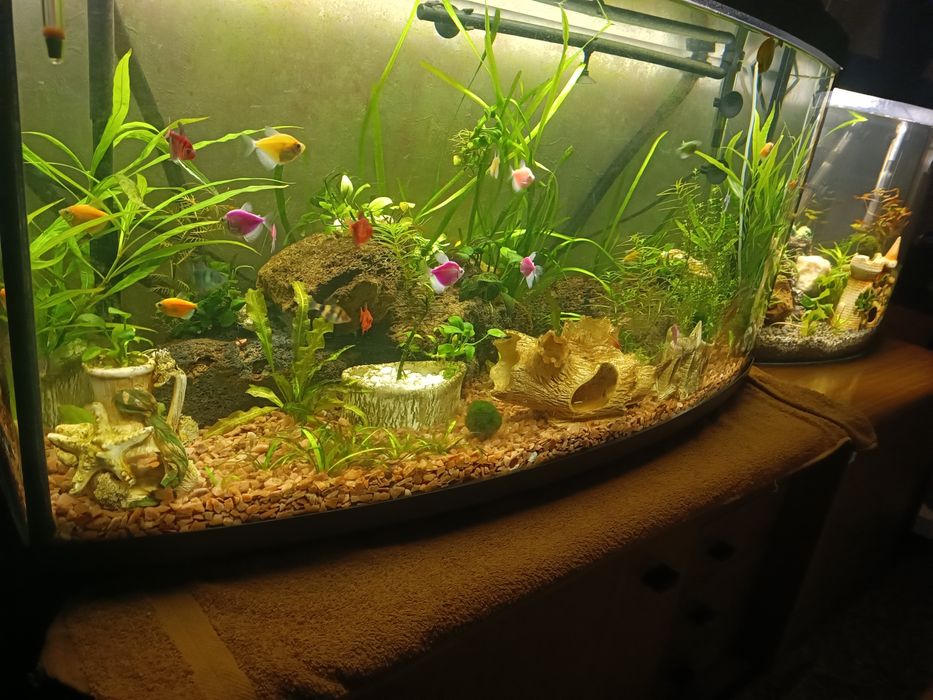 Аквариумы 190 и 80 л. Со всем оборудованием