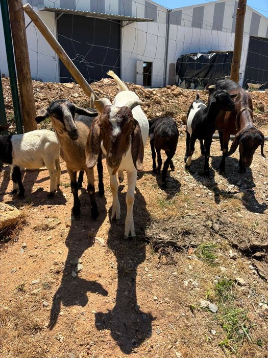Cabras e cabritos