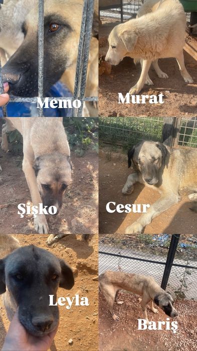 Piękna sunia w typie tureckim