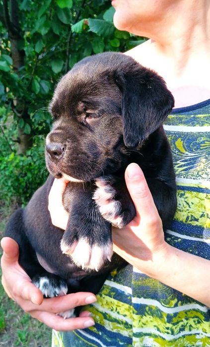 Кане Корсо цуценятка