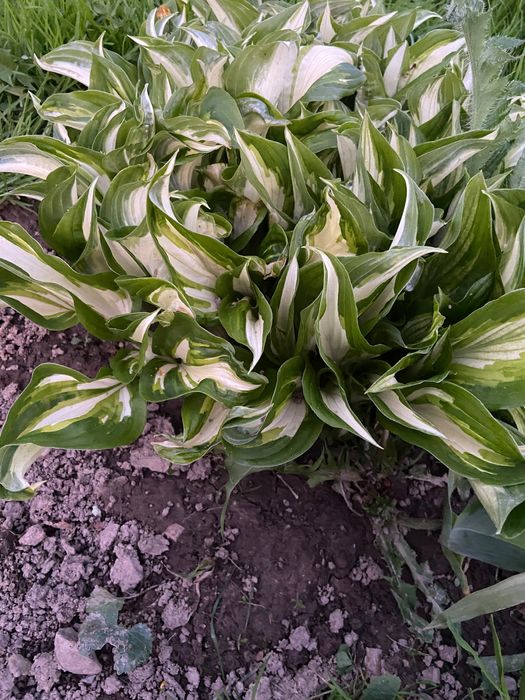 Садові Хости (Hosta)