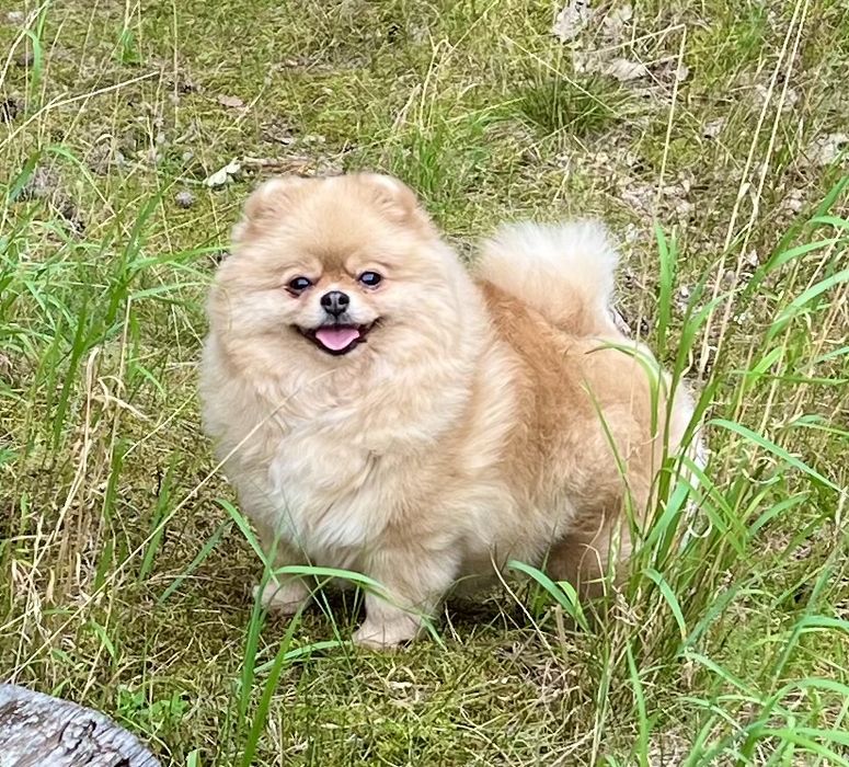 Dorosła dziewczyna. Pomeranian.