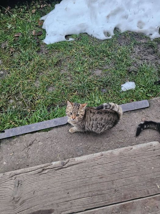 Віддамо киць в добрі руки