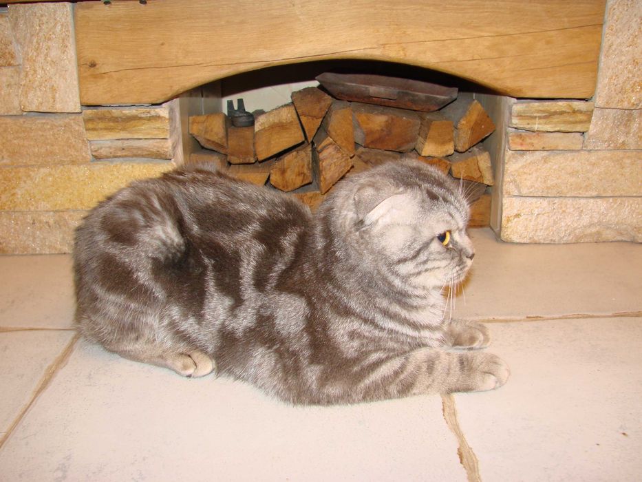 Кот шотландец мраморный (скоттиш-фолд) для вязки