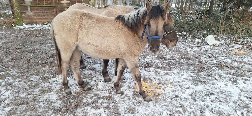 Źrebaki koniki polski