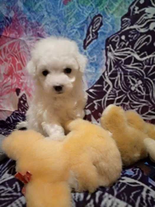 Мальтіпу. Цуценята. Доставка