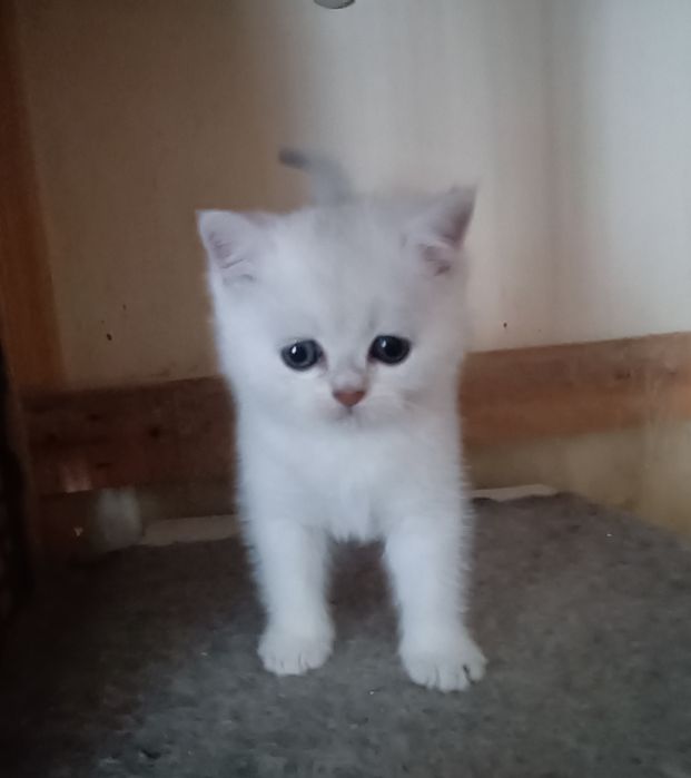 British Shorthair   chinchila