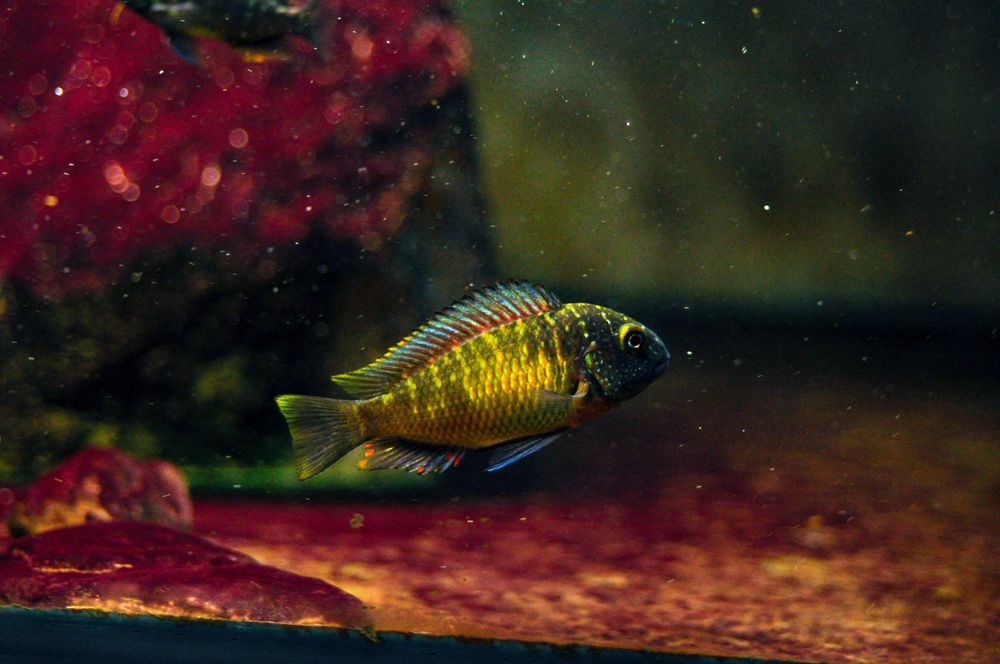 Ciclideos do Tanganyika, grupo 12 tropheus mpulungu f1