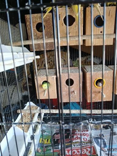 Vendo periquitos australianos machos e fêmeas bons para acasalar