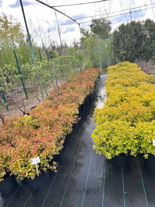 Спірея японська Goldflame | Goldmound | Little Princess,  в горщиках